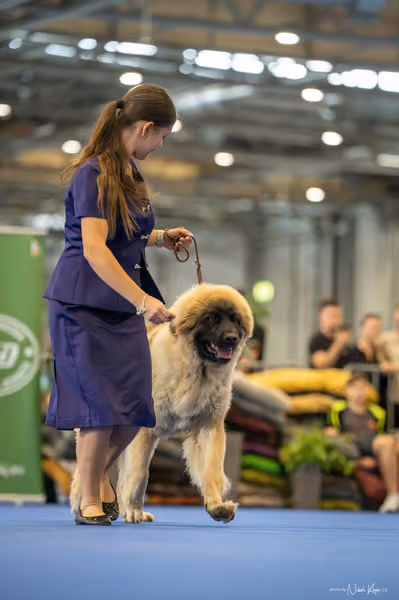 INTERCANIS Brno – DOROST