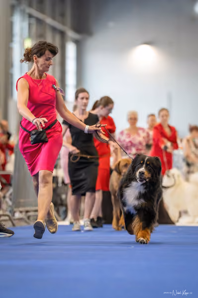 INTERCANIS Brno – Veterán