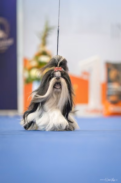 INTERCANIS Brno – Veterán