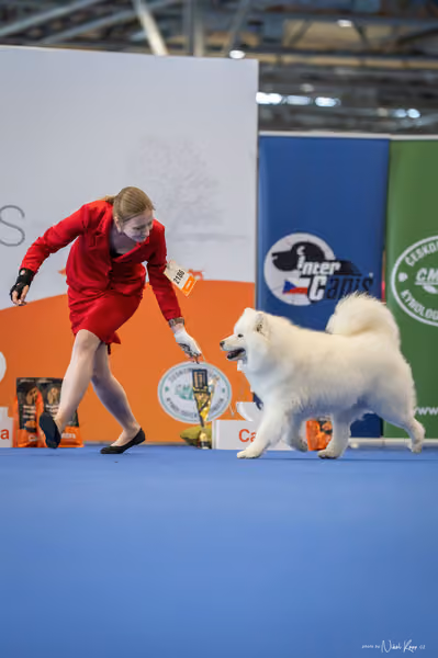 INTERCANIS Brno – Veterán