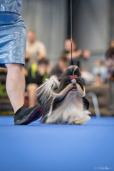 INTERCANIS Brno – Veterán
