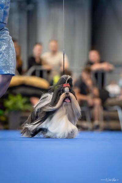 INTERCANIS Brno – Veterán