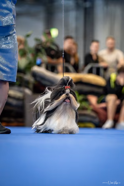 INTERCANIS Brno – Veterán
