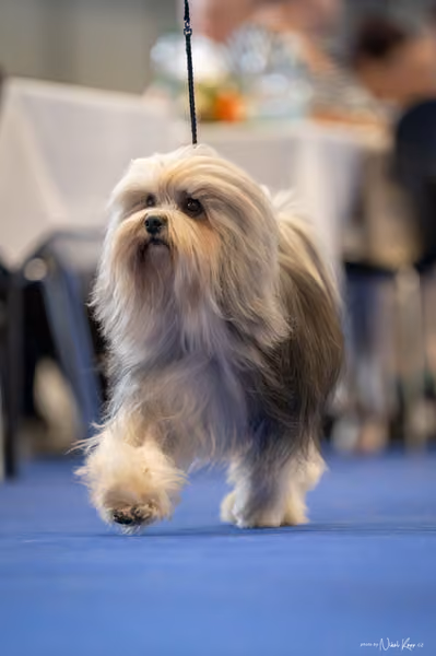 INTERCANIS Brno – Veterán