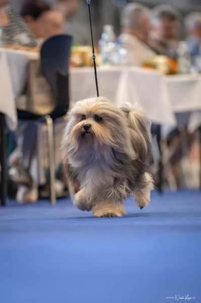 INTERCANIS Brno – Veterán
