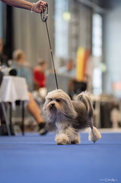 INTERCANIS Brno – Veterán