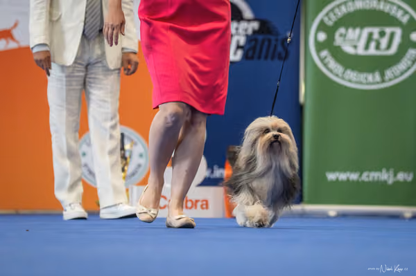 INTERCANIS Brno – Veterán