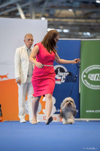 INTERCANIS Brno – Veterán