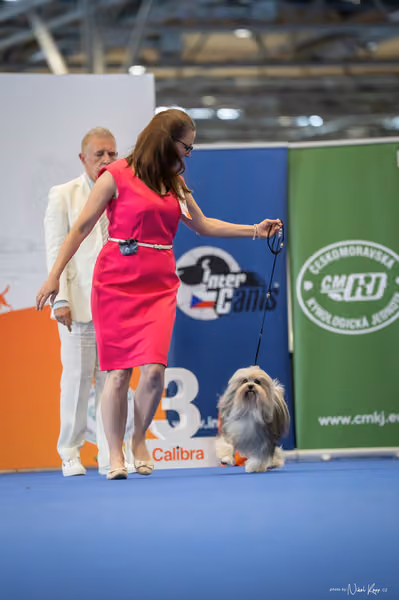 INTERCANIS Brno – Veterán
