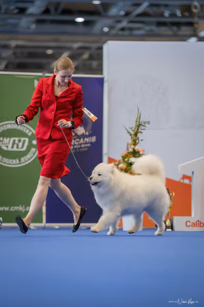 INTERCANIS Brno – Veterán