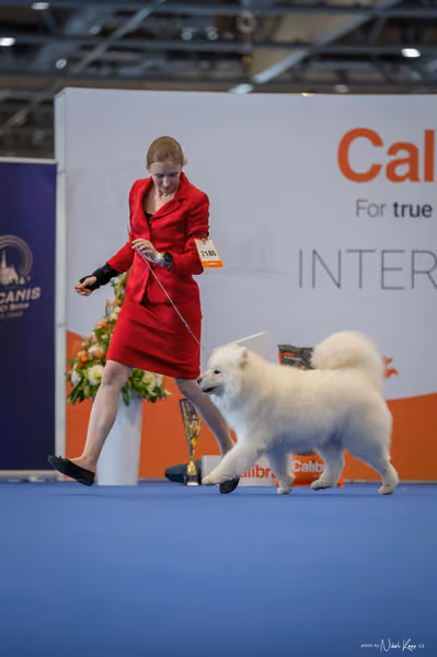 INTERCANIS Brno – Veterán