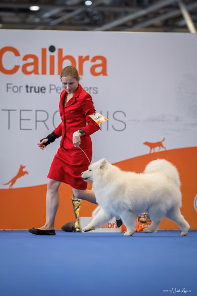 INTERCANIS Brno – Veterán