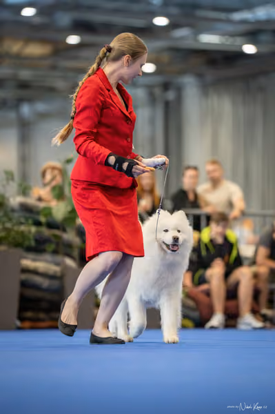 INTERCANIS Brno – Veterán