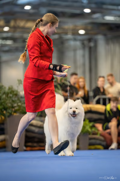 INTERCANIS Brno – Veterán