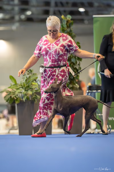 INTERCANIS Brno – Veterán