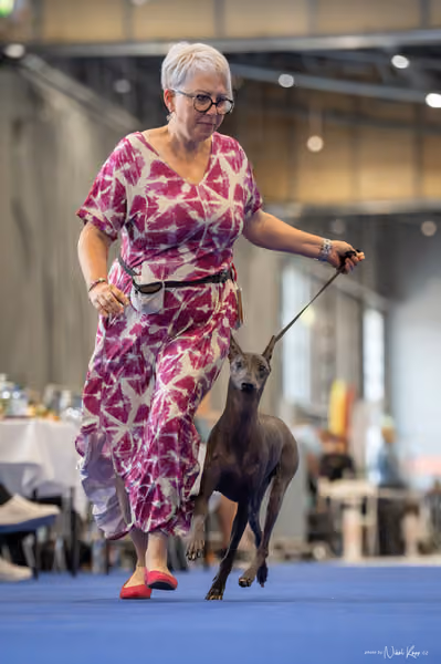 INTERCANIS Brno – Veterán