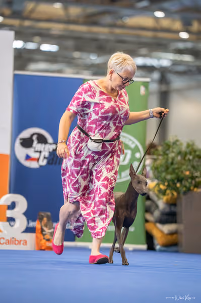 INTERCANIS Brno – Veterán