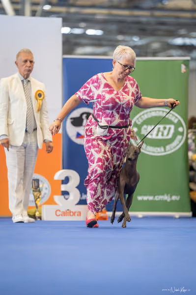 INTERCANIS Brno – Veterán