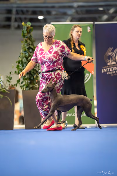 INTERCANIS Brno – Veterán