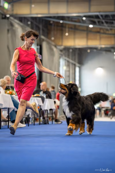 INTERCANIS Brno – Veterán