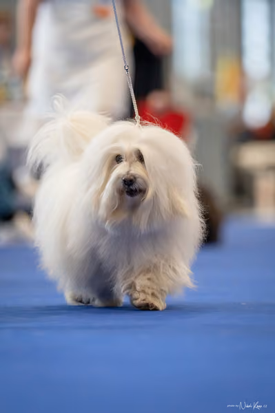 INTERCANIS Brno – Veterán