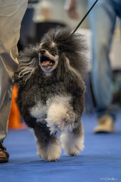 INTERCANIS Brno – Veterán