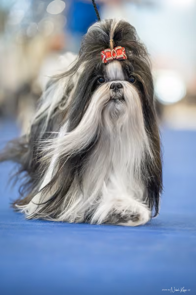INTERCANIS Brno – Veterán