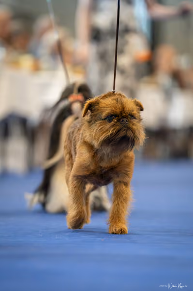 INTERCANIS Brno – Veterán