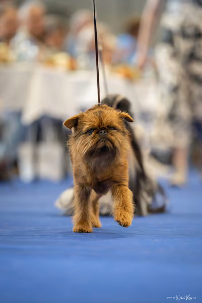 INTERCANIS Brno – Veterán