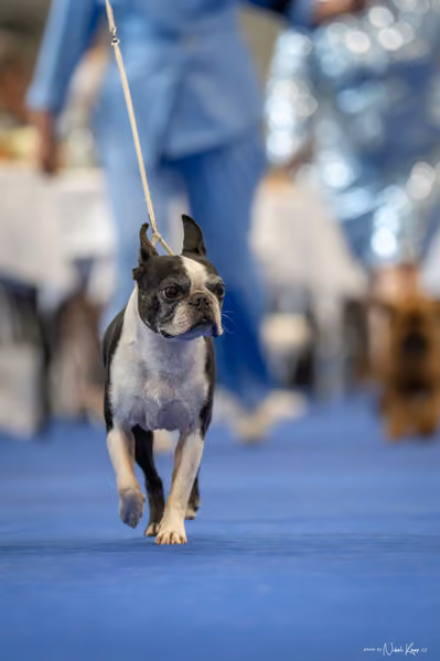 INTERCANIS Brno – Veterán