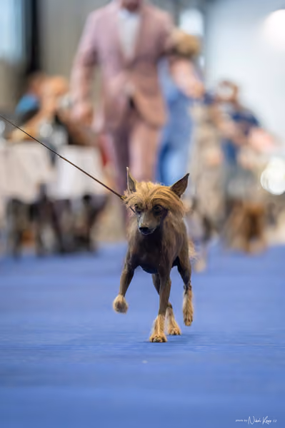 INTERCANIS Brno – Veterán