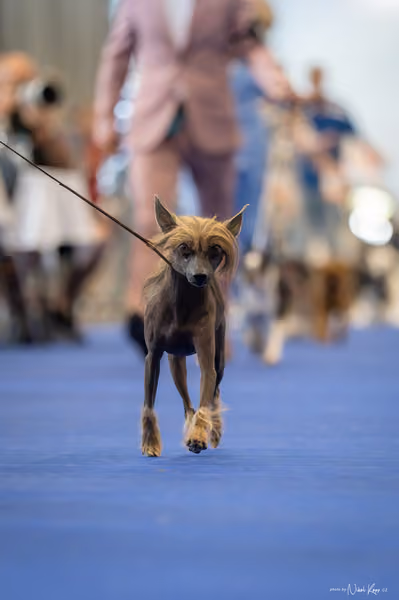 INTERCANIS Brno – Veterán