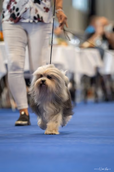 INTERCANIS Brno – Veterán
