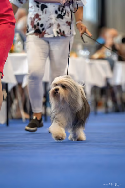 INTERCANIS Brno – Veterán