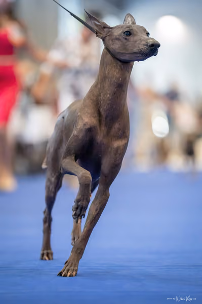 INTERCANIS Brno – Veterán
