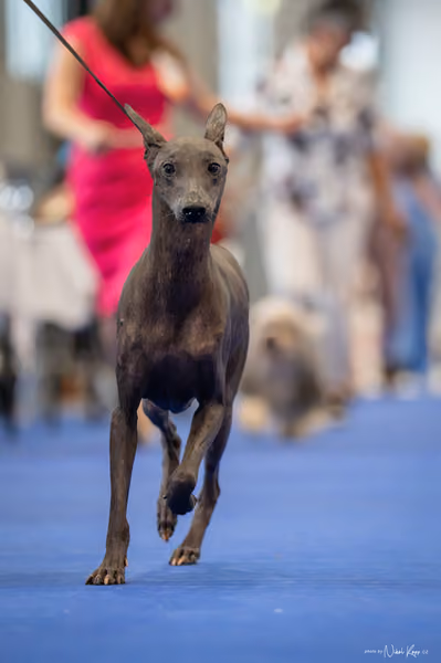 INTERCANIS Brno – Veterán
