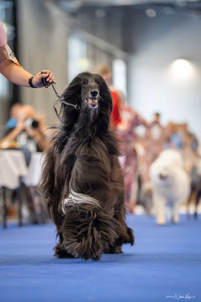 INTERCANIS Brno – Veterán