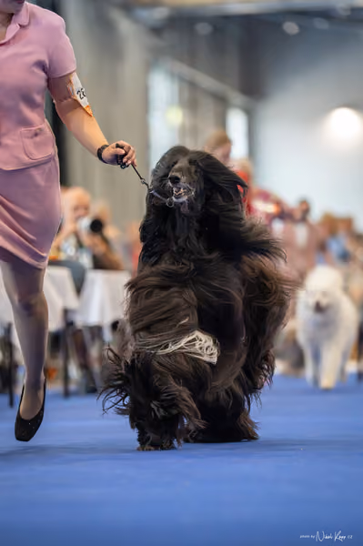 INTERCANIS Brno – Veterán
