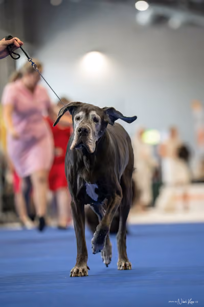INTERCANIS Brno – Veterán
