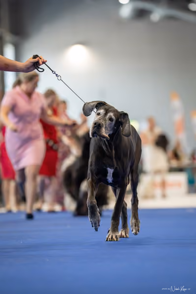 INTERCANIS Brno – Veterán
