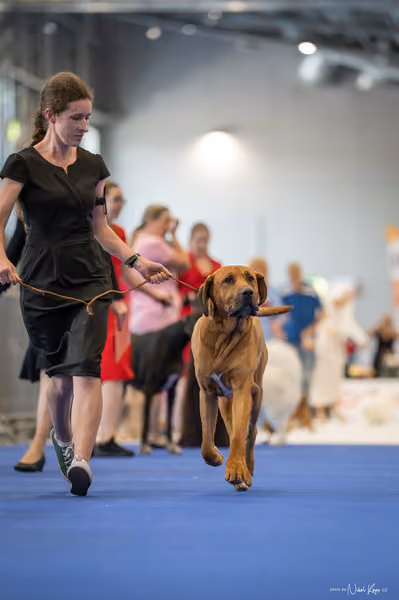 INTERCANIS Brno – Veterán