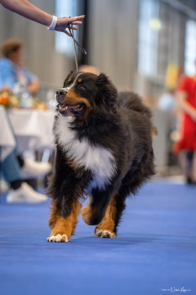 INTERCANIS Brno – Veterán