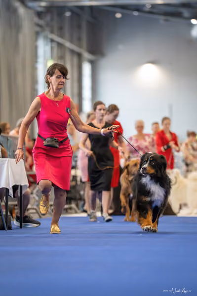 INTERCANIS Brno – Veterán
