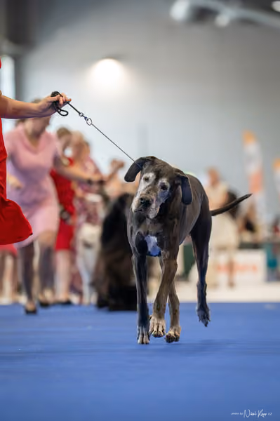 INTERCANIS Brno – Veterán