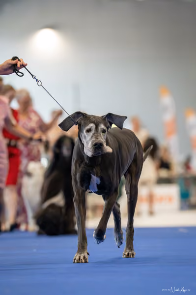 INTERCANIS Brno – Veterán