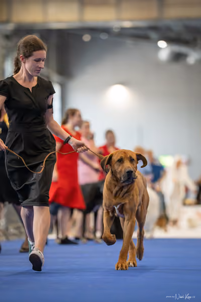 INTERCANIS Brno – Veterán