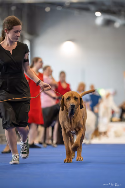 INTERCANIS Brno – Veterán
