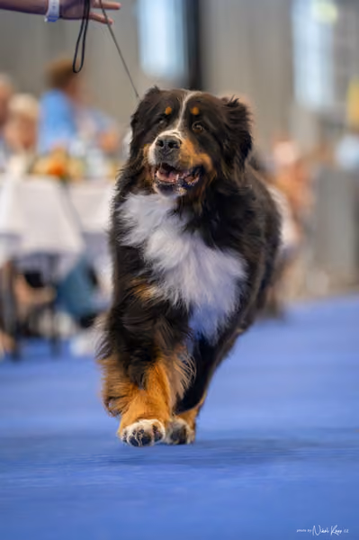 INTERCANIS Brno – Veterán