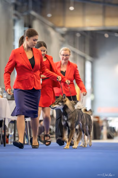 INTERCANIS Brno – CHS