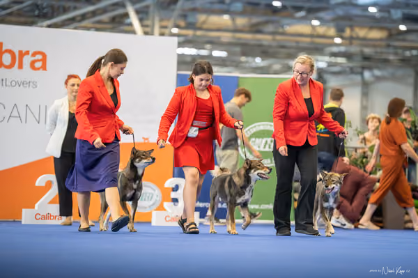 INTERCANIS Brno – CHS